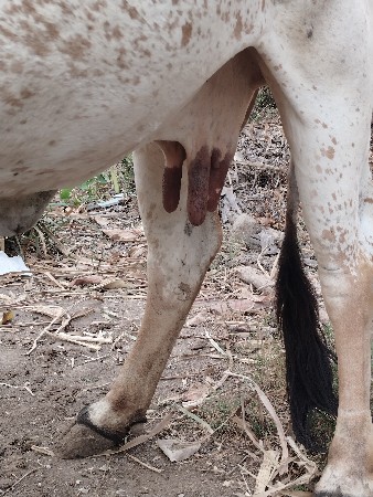 ગાય દેવાની છે 
ચોથું વેતર વ્યાસે