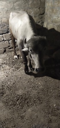 pado 2.5 vars no che