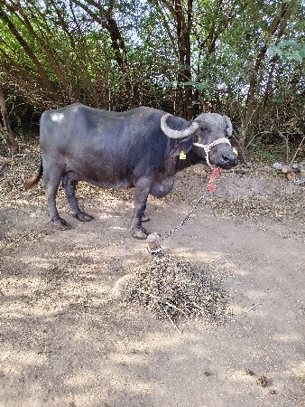 थंबनेल 3