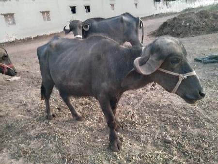 થંબનેલ 2