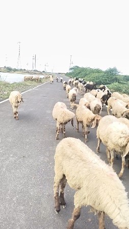 थंबनेल 2