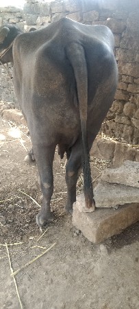 थंबनेल 3