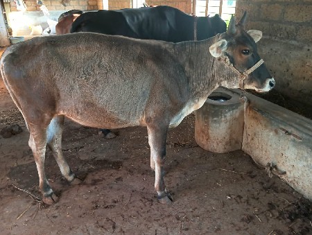 ઓડકી વેચવાની