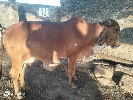 પેલું વેતર છે