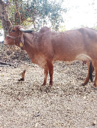 ગાય વેચવાની છે