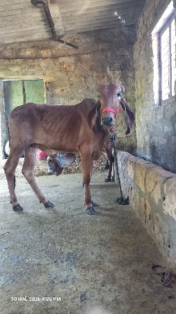 વેચવાની છે