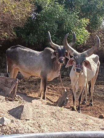 थंबनेल 2