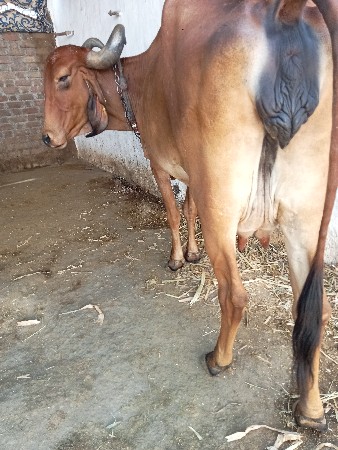 થંબનેલ 2