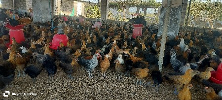 દેશી સોનાલી પાઠડા આપવાના સે
130₹