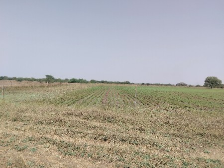 જમીન વેચવાની છે 
૨.૫/૩ વીધા, જુની