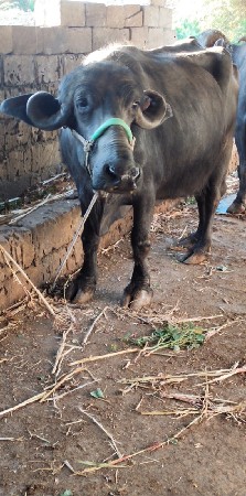 બીજુ વેતર