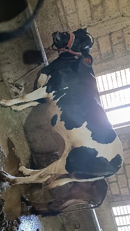 Hf કોર્ષ ઓડકી આપવાની છે