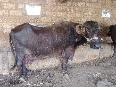 थंबनेल 3