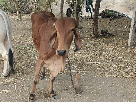 દેશી વાશડી