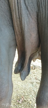 આ ભેંસ વેચવાની છે