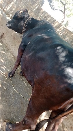 ગાય વેચવા ની છે