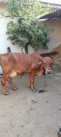 थंबनेल 3