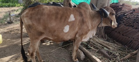 थंबनेल 3