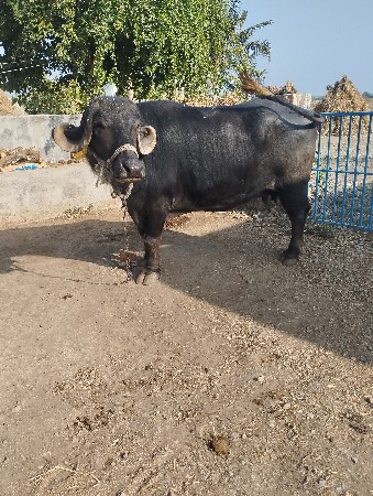 jafrabadi c biju vetar viyase