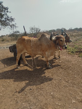 થંબનેલ 2