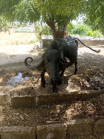 ભેશ વેચવા ની છે