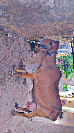 થંબનેલ 3