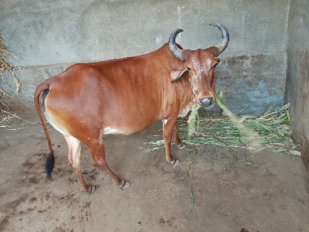 थंबनेल 2