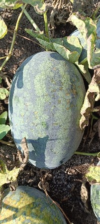 થંબનેલ 3