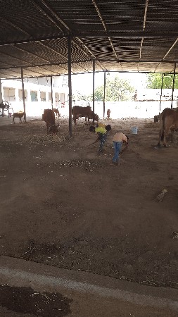 તબેલો વેચવાનો છે.