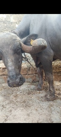 ભેંસ વેચવાની છે