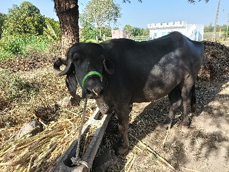 थंबनेल 3