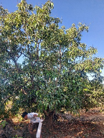 રાળા.નાજાભાઈ..હળમતયા.ગિર.