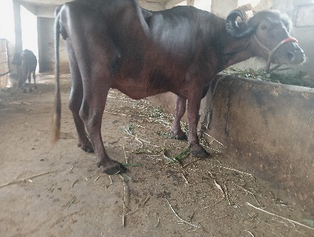 ભેંસ વેચવાની છે