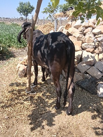 કાળી વાચડી વેચવાની છે