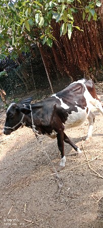 એસેફ હોડકી વેચવાની છે