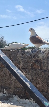 વેચવાનૂ છે