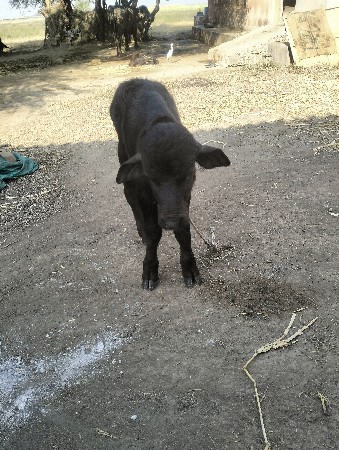 थंबनेल 3