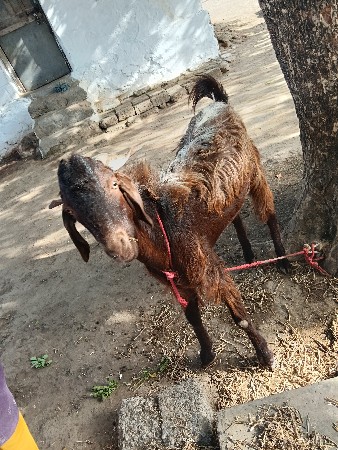 બકરો વેચવાનો છે