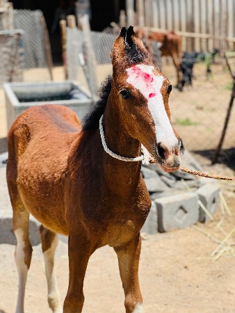 थंबनेल 3