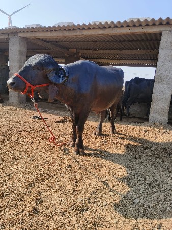 પાડો વેચવાનોછે