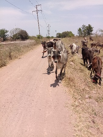 थंबनेल 3