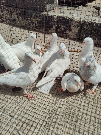 થંબનેલ 2