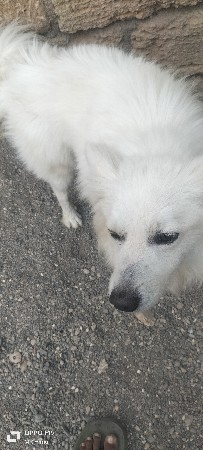 કૂતરા ના સાટા કરવા ના છે