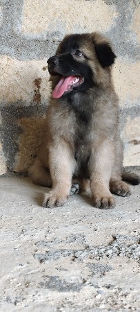 ફીમેલ કુતરિ વેચવાની છે. ઓરિજનલ