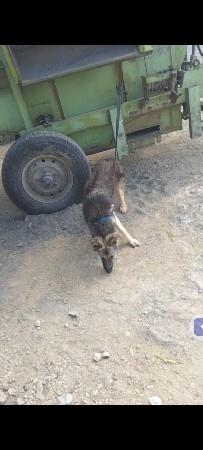 ફિમેલ આપવાની છે