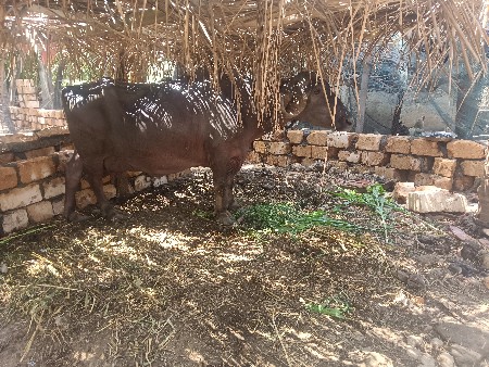 બેસ વેચવાની છે