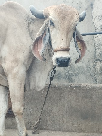 थंबनेल 3