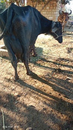 थंबनेल 2