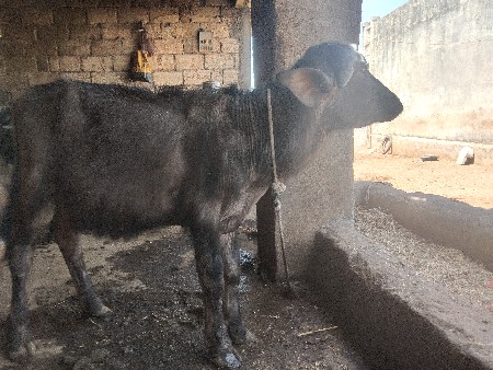 थंबनेल 3