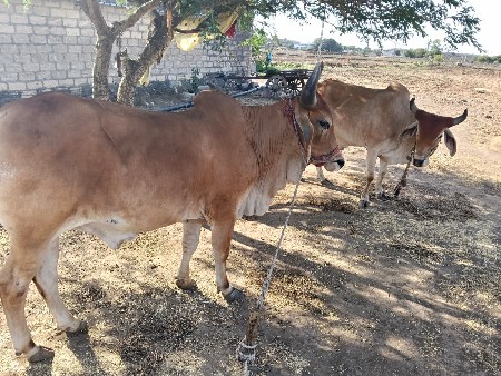 थंबनेल 2